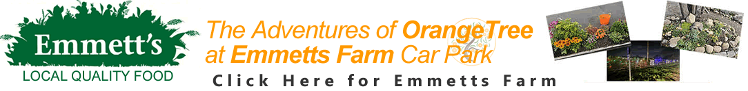 Orange Tree at Emmetts Farm