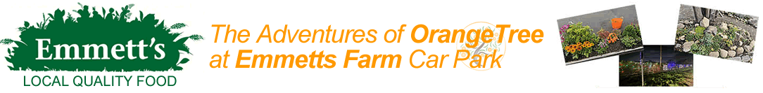 Orange Tree at Emmetts Farm